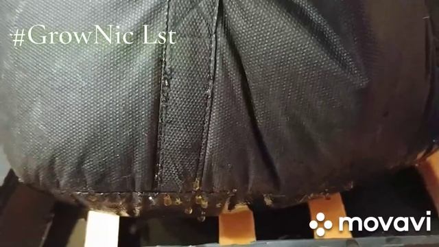 Grow Bag тканевый горшок смотреть онлайн