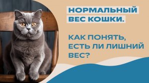 Сколько должна весить кошка? Лишний вес у кошек. Кошка толстая или худая?