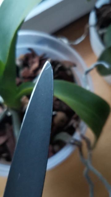 Кухонный универсальный нож Samura Shadow. Заточка ножей #samura #shadow #orchid #knife #sharpen