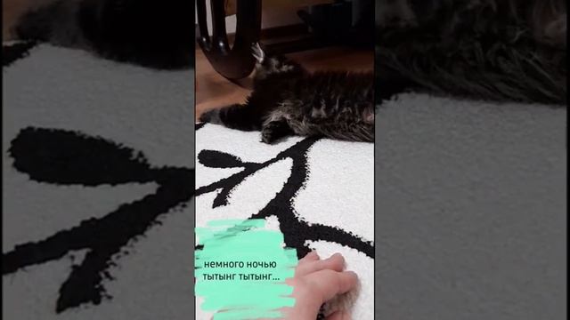 сева первый день в новой семье #cat #котик #сева #животные