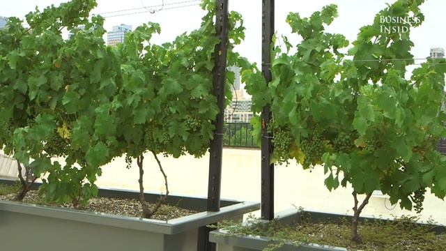 We went to the world’s first rooftop vineyard — here’s what it’s like смотреть онлайн