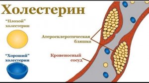 ПЕЧЕНЬ И ХОЛЕСТЕРИН.