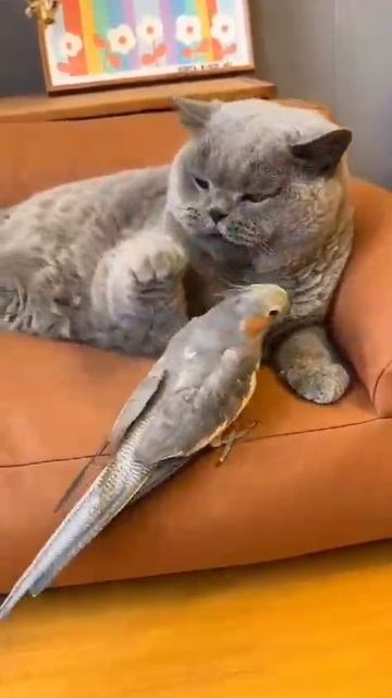 Попугайчик и серый котя