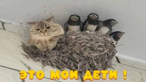 😺 Коты прилетели!🐈 Видео смешных котов и котят для хорошего настроения! 😻