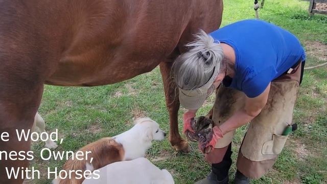 Elite With Horses Business Trends смотреть онлайн