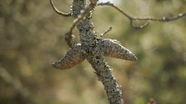 День биологического разнообразия