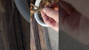 #зимовка пеларгонии #лантана #зимовка