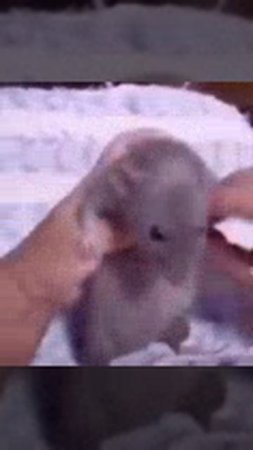 мышь 🐭🐭🐭
