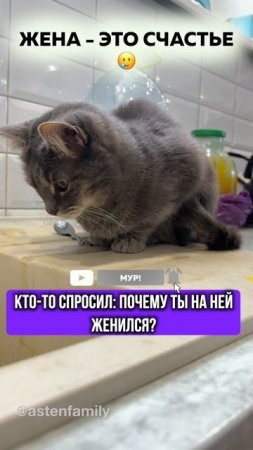 Жена счастье#astenfamily#кототерапия #кошечки#приколыкоты#котыприколы#смешные#котики