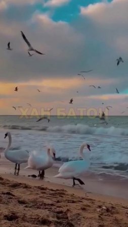 город Евпатория | 8 января 2024 год | 😍Лебеди в Евпатории 🦢