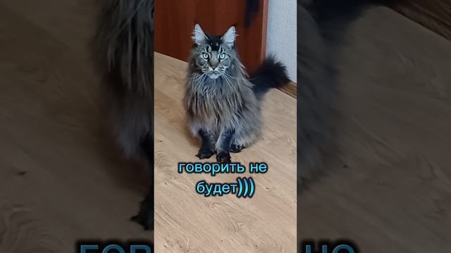 Мы хотим кушать #животные #cat #сева