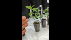 Для чего нужен фотосинтез