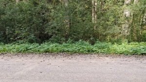 Большое велопутешествие на край земли. День 24й. Баконово -- Идрица -- Дубровка.
