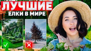 Посади эти хвойные на участок и ты его не узнаешь! Невероятная красота