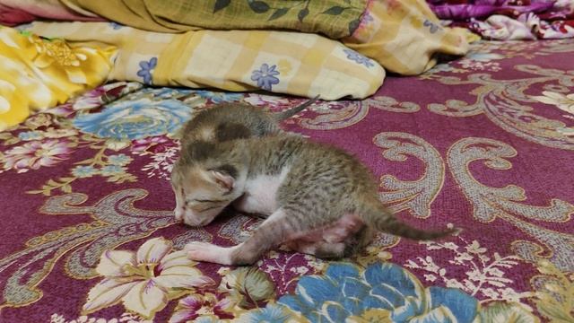 Слепые котятки