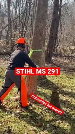 FELLING BIGGEST TREE YET WITH NEW STIHL MS291 #shorts #stihl