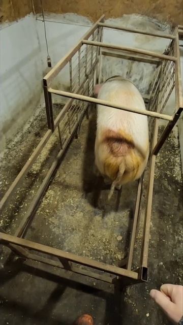 Пыталась вырваться из станка для опороса, свинья вся в ссадинах смотреть онлайн