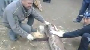 прикол с бензопилой