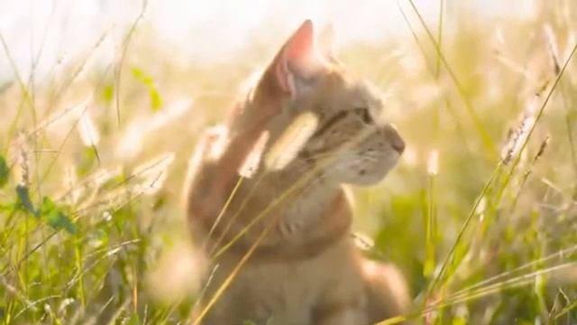 Cute Pet Animals footage   Free No Copyright stock footage video | 1080 Full HD#royaltyfree#cutepet