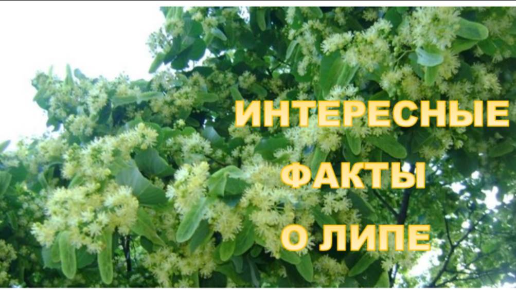 Интересные факты о липе