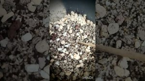 Что нужно, чтобы пересадить кактус?