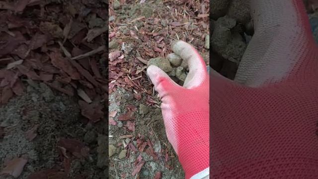Как улучшить почву на участке