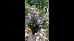 Городской парк _Ваккосалми_ Сортавала. Изучаем город Сортавала