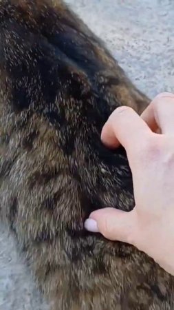 интересный говорливый кот #cat #семейныйканал #животные