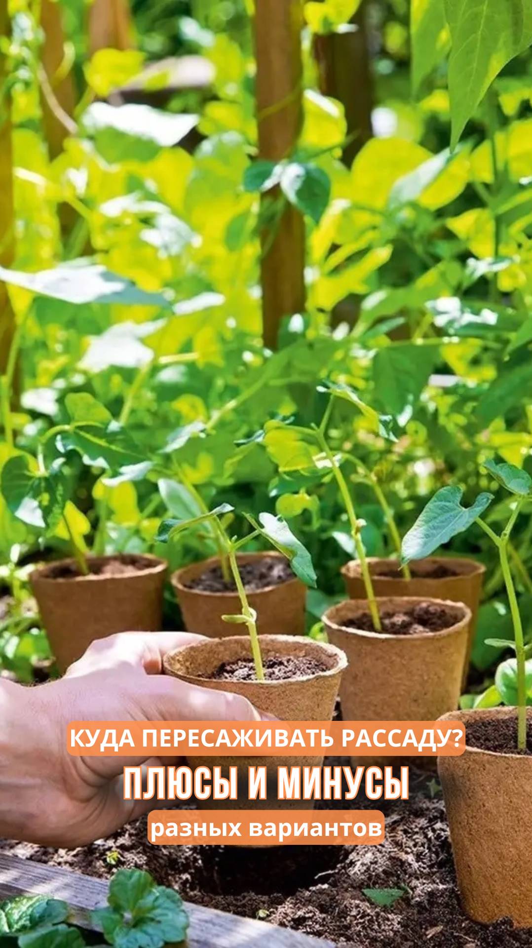 Куда пересаживать рассаду? смотреть онлайн