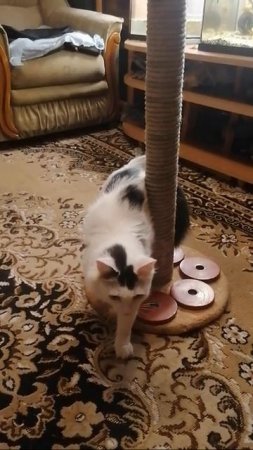 Кот Сёма точит когти