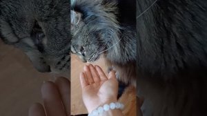 Фу псиной воняет #сева #котик #cat #животные #моменты #кот