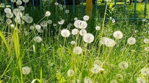 Новый день / Лена LIFE / Лена всё носится с завистью, а Оксана вообще ни о чём! / Обзор влогов