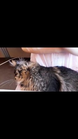 13.03.21 Ох уж этот кот. Мейн кун Сева. Нам уже 6 месяцев #кот #мейнкун