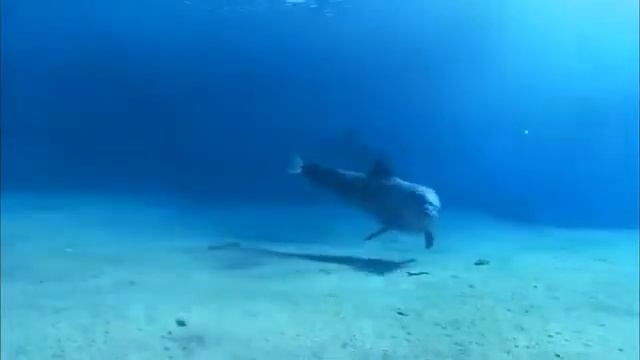 Музыка для медитации дельфины смотреть онлайн