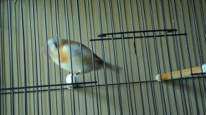 Goldfinch Song Around the World.mp4