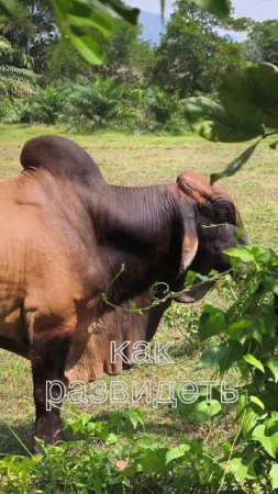 Зебу Тайская корова с 5- ю ногами и горбом