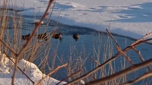 Дикие утки в природе на Вятке.