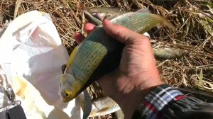 Рыбалка ,река Томь