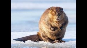 Полезная инфа про бобров!