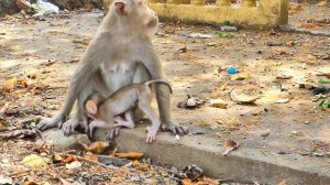 Super Cute ! Baby monkey ROBERT drink milk from Mom - look his face drink milk so cute