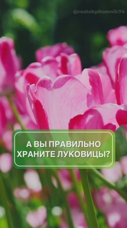 как правильно хранить луковицы до посадки 🌷