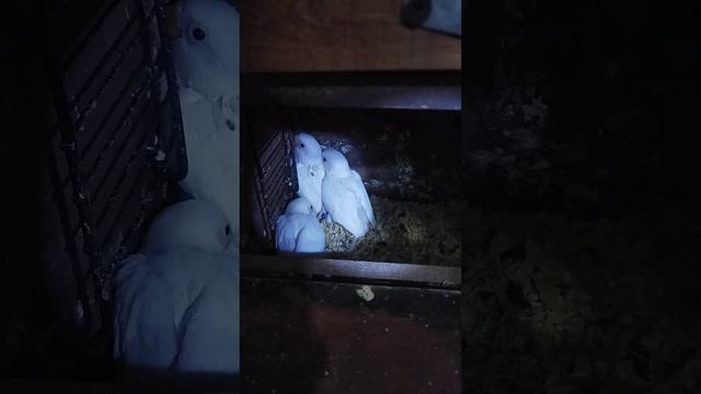 love Bird setup || Albino red eye || Fown java || B Birds || M-Tayyab-10000