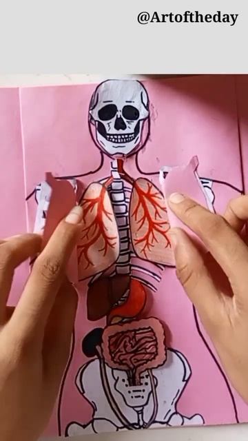human body interior system(biology)  #scienceproject @artoftheday #creativeart #ytshort