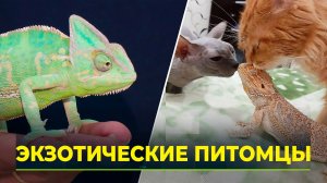 Как на Крайнем Севере приживаются экзотические домашние животные