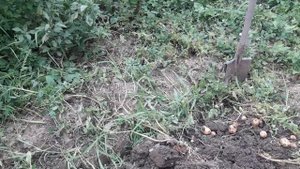 Копаем картошку