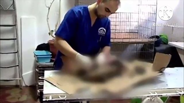 Кто то облил 4 щенков смолой и оставил их умирать под палящим солнцем смотреть онлайн