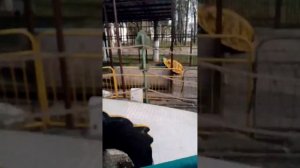 (вальс) ракушек, сергев посад