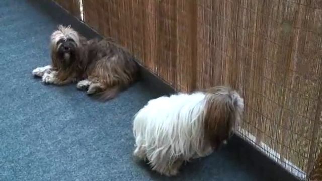 Lhasa Apso Raja auf dem Balkon