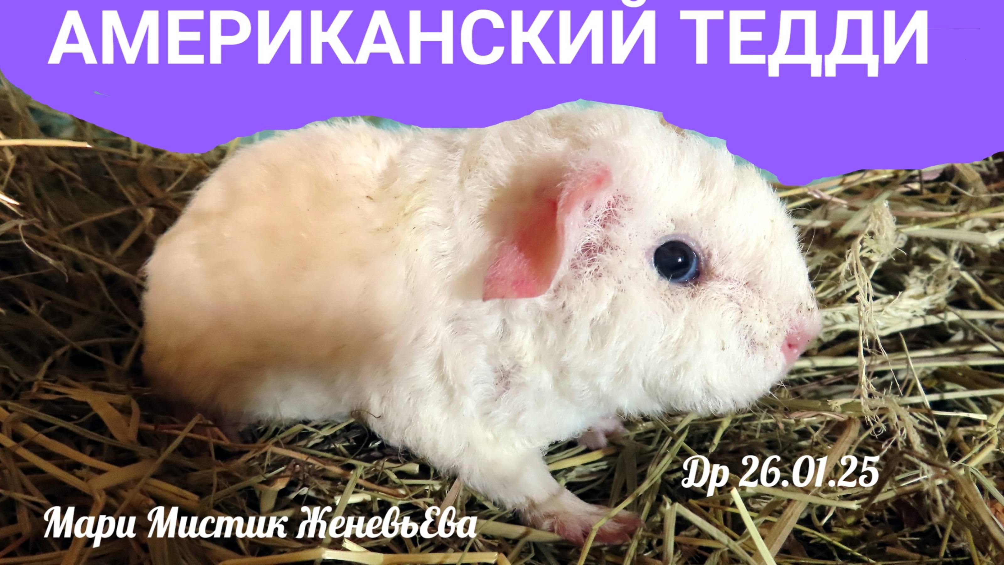 Я думала она УМРЁТ 28.01.25 Еве 2 суток #морские_свинки #американский_тедди #новорожденные_поросята