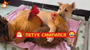 Старый Петух удивился поведению любимой Жены ❣️ Но решил присоединиться к Щенку и Курочке 🥰🤗😂